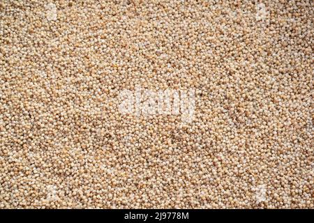 Raw whole dried barnyard millet Stock Photo