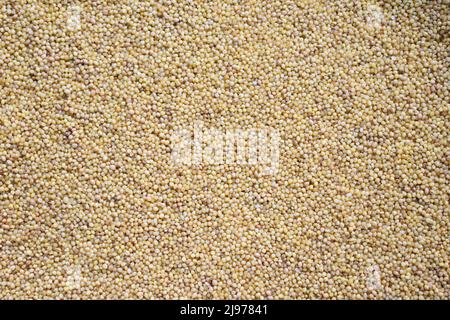 Raw whole dried Foxtail millet Stock Photo