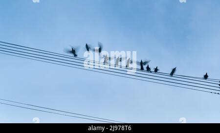 Birds flying away from the power lines. Image captured using slow shutter speed for motion blur. Stock Photo