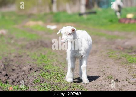 White goats in a meadow of a goat farm. White goats. Lovely white baby goat running on grass. White baby goat sniffing green grass outside at an anima Stock Photo