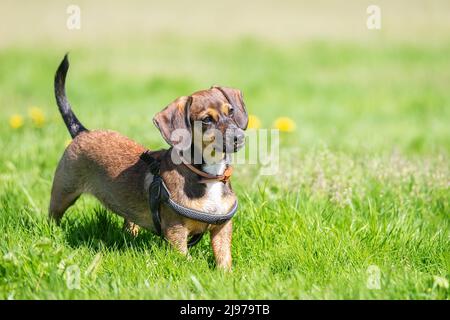 Spring portrait of a brown dachshund with defocused green and yellow background Stock Photo