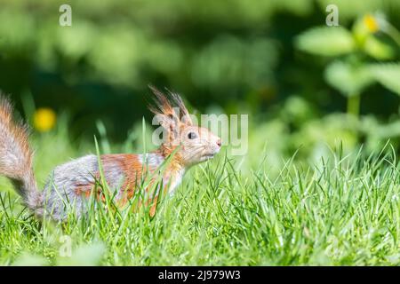 Cute red squirrel with long pointed ears in spring time . Wildlife in spring forest. Sciurus vulgaris. Stock Photo