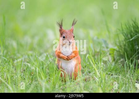 Cute red squirrel with long pointed ears in spring time . Wildlife in spring forest. Sciurus vulgaris. Stock Photo