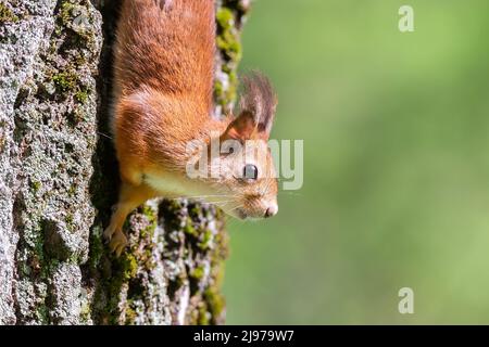 Cute red squirrel with long pointed ears in spring time . Wildlife in spring forest. Sciurus vulgaris. Stock Photo