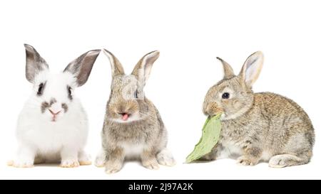 red fluffy rabbit looking at the signboard. Isolated on white background. Easter bunny Stock Photo