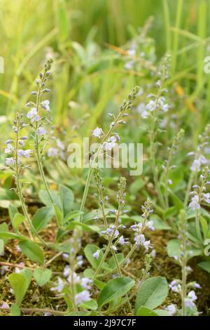 The medicinal plant Veronica officinalis heath speedwell growing in a wildflower field Stock Photo