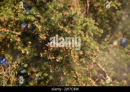 Fir tree Picea abies spraying enormous amounts of pollen in spring Stock Photo