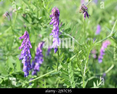 Purple flowers on a wild Vicia cracca cow vetch plant Stock Photo