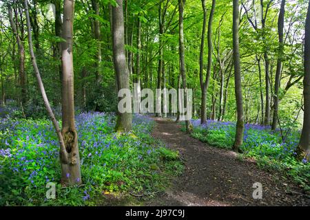 Plas Power Woods, Coedpoeth, Wales Stock Photo