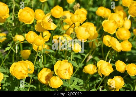 Globeflower Trollius europaeus yellow flowers  in a garden in spring Stock Photo