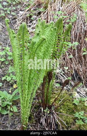 Ostrich fern Matteuccia struthiopteris rolling out leaves in spring Stock Photo