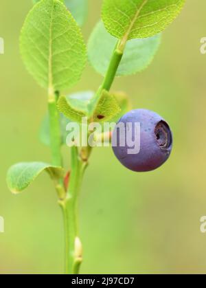 Closeup on one single berry of European blueberry plant Vaccinium myrtillus Stock Photo