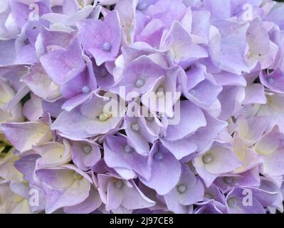 Closeup on purple mophead flower Hydrangea macrophylla Stock Photo