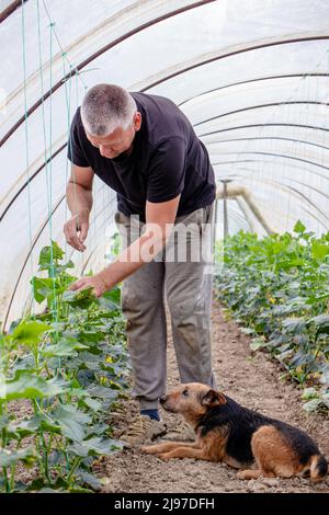 Skilled farmer working in the greenhouse, tying up and checking the growth of cucumber plants with the help of his faithful terrier dog. Stock Photo