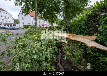 Lippstadt, Germany. 21st May, 2022. Trees lie in this courtyard driveway. One day after the tornado, cleanup has begun in the downtown area. Credit: David Inderlied/dpa/Alamy Live News Stock Photo