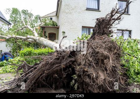 Lippstadt, Germany. 21st May, 2022. Trees lie in this courtyard driveway. One day after the tornado, cleanup has begun in the downtown area. Credit: David Inderlied/dpa/Alamy Live News Stock Photo