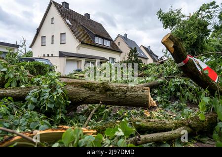 Lippstadt, Germany. 21st May, 2022. Trees lie in this courtyard driveway. One day after the tornado, cleanup has begun in the downtown area. Credit: David Inderlied/dpa/Alamy Live News Stock Photo