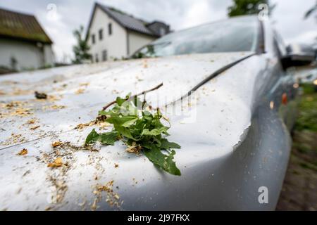 Lippstadt, Germany. 21st May, 2022. Leaves lie on a dented car. One day after the tornado, cleanup work has begun in the city center. Credit: David Inderlied/dpa/Alamy Live News Stock Photo