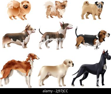 Colored and isolated dog breeds icon set with different sizes and breeds of dogs vector illustration Stock Vector