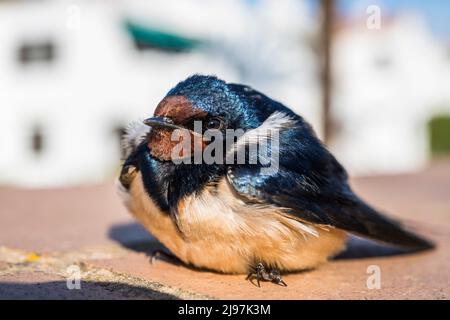 Barn swallow (Hirundo rustica) rests after a rainy spring. Stock Photo