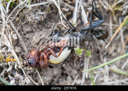 Gryllus campestris, the European field cricket or simply the field cricket, male moult. Stock Photo