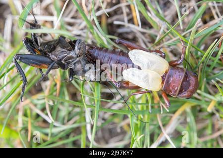 Gryllus campestris, the European field cricket or simply the field cricket, male moult. Stock Photo