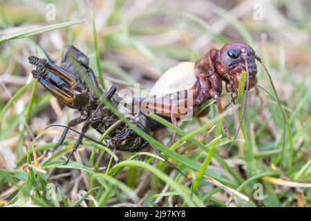 Gryllus campestris, the European field cricket or simply the field cricket, male moult. Stock Photo