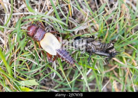 Gryllus campestris, the European field cricket or simply the field cricket, male moult. Stock Photo