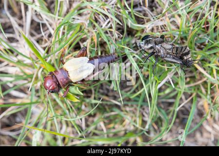 Gryllus campestris, the European field cricket or simply the field cricket, male moult. Stock Photo