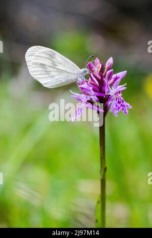 wood white (Leptidea sinapis) or Réal's wood white (Leptidea reali), these two species are hardly distinguishable on a photo. Stock Photo