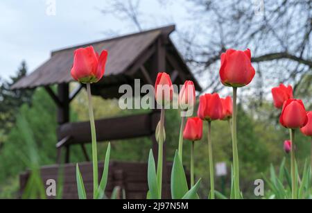 Red tulips on the background of an old wooden well. Blooming tulips. First spring flowers. Stock Photo