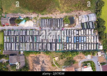 Top view of roof organic vegetable plot growing in greenhouse. Row of cultivated lettuce salad production field Stock Photo
