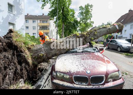 Lippstadt, Germany. 21st May, 2022. A worker saws a tree trunk. Credit: David Inderlied/dpa/Alamy Live News Stock Photo