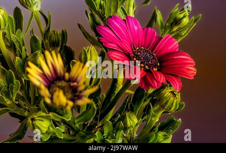 African daisy flower in shades of purple, Osteospermum ecklonis, alpine daisy, macro Stock Photo