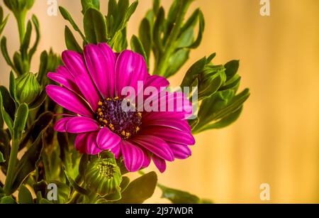 African daisy flower in shades of purple, Osteospermum ecklonis, alpine daisy, macro Stock Photo