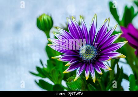 African daisy flower in shades of purple, Osteospermum ecklonis, alpine daisy, macro Stock Photo