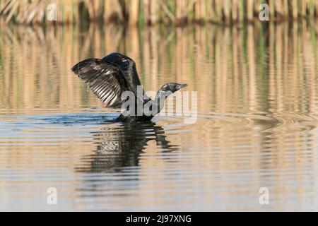 Pygmy Cormorant, Microcarbo pygmaeus, single adult swimming in water, Ultima Frontiera, Romania, 25 April 2022 Stock Photo