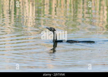 Pygmy Cormorant, Microcarbo pygmaeus, single adult swimming in water, Ultima Frontiera, Romania, 25 April 2022 Stock Photo