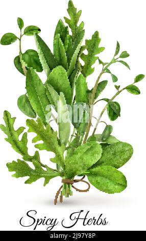 Realistic bunch of fresh green leafy vegetables spicy herbs with arugula spinach thyme white background vector illustration Stock Vector