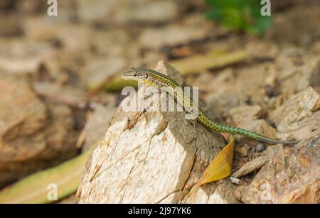 Andalusian wall lizard (Podarcis vaucheri) on a rock wall, Andalucia, Spain. Stock Photo