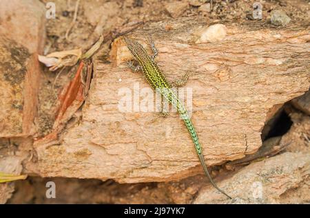 Andalusian wall lizard (Podarcis vaucheri) on a rock wall, Andalucia, Spain. Stock Photo
