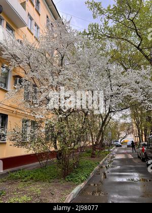 Beautiful apple tree blooms with small white flowers in courtyard of residential building. In spring grass is green and juicy. Stock Photo