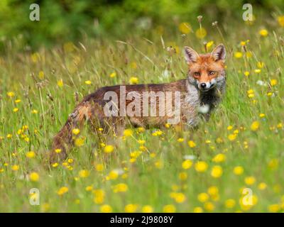 Red fox in a field of buttercups in the Cotswold Hills Gloucestershire UK Stock Photo
