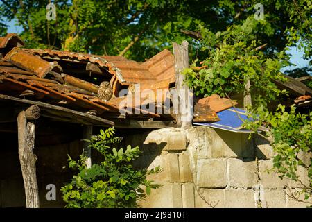 Little Owl (Athene noctua) perched on a broken roof close up enlightened by evening sun. Bird in open countryside on the east of Europe with tradition Stock Photo