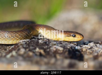 Aesculapian Snake - Zamenis longissimus, Elaphe longissima, nonvenomous olive green and yellow snake native to Europe, Colubrinae subfamily of the fam Stock Photo