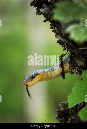 Aesculapian Snake - Zamenis longissimus, Elaphe longissima, nonvenomous olive green and yellow snake native to Europe, Colubrinae subfamily of Colubri Stock Photo