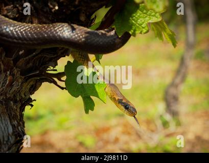 Aesculapian Snake - Zamenis longissimus, Elaphe longissima, nonvenomous olive green and yellow snake native to Europe, Colubrinae subfamily of the fam Stock Photo