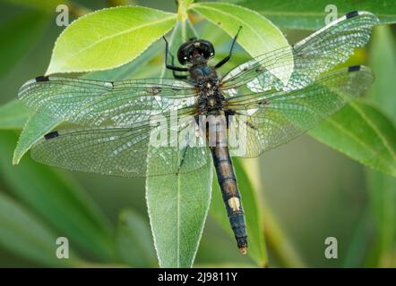 Large White-faced Darter - Leucorrhinia pectoralis or yellow-spotted whiteface small dragonfly genus Leucorrhinia in the family Libellulidae,  large y Stock Photo