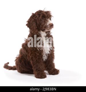 Labradoodle Dog aged 13 weeks Stock Photo