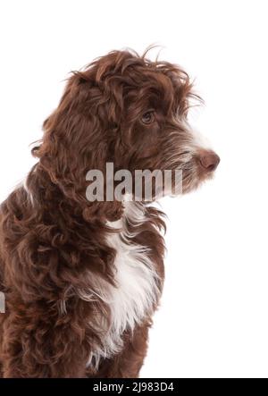 Labradoodle Dog aged 13 weeks Stock Photo